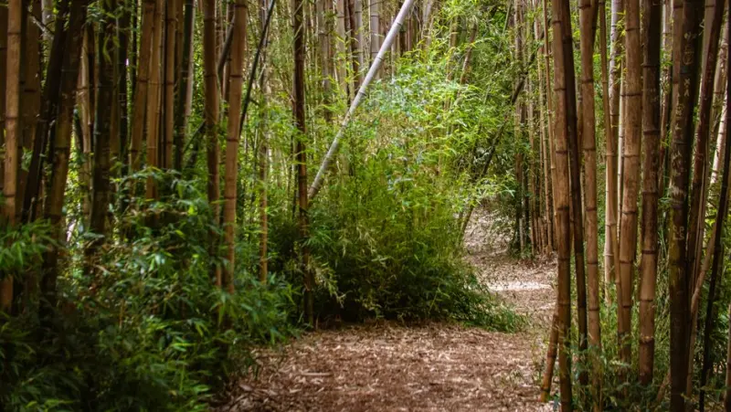 Explore a tranquil path through dense bamboo forest, inviting peaceful nature walks.